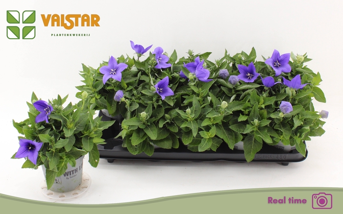 <h4>PLATYCO GR ASTRA BLU</h4>