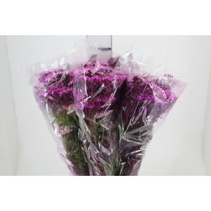 ACHILLEA MILLEFOLIUM PINK TINTURADA 060 CM