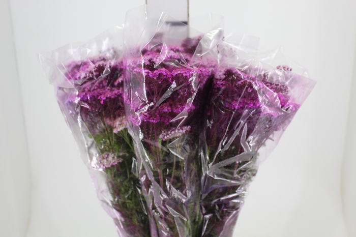 <h4>ACHILLEA MILLEFOLIUM PINK TINTURADA 060 CM</h4>