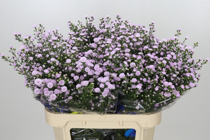 <h4>Aster Baby Pink Pearl</h4>