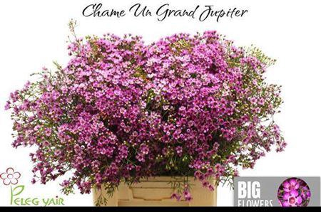 <h4>Chame Un Gra Jupiter</h4>