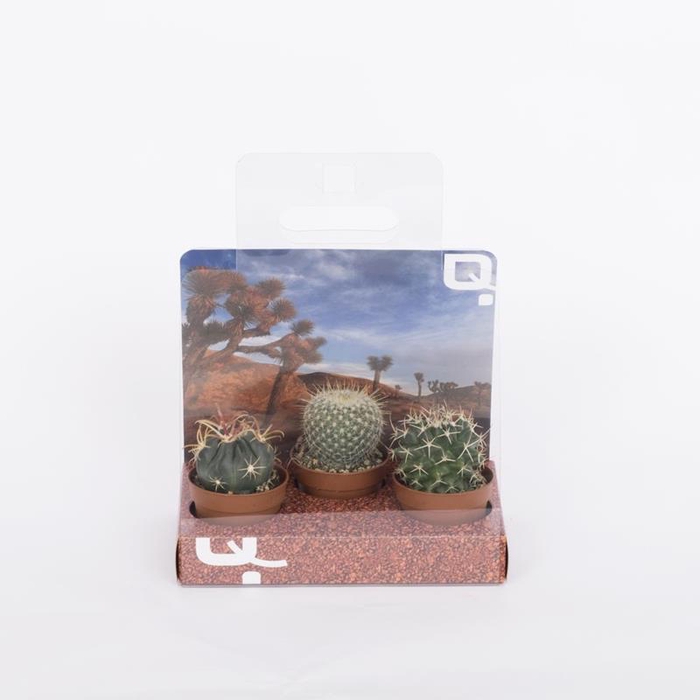 <h4>CACTACEAE P5,5</h4>