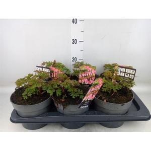 Dicentra spectabilis