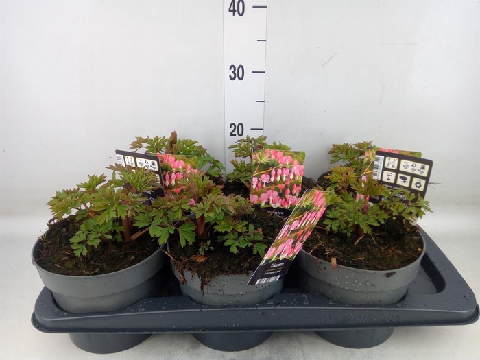 <h4>Dicentra spectabilis</h4>