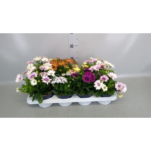 Osteospermum   ...
