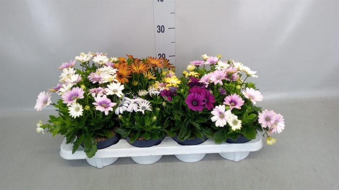 <h4>Osteospermum   ...</h4>