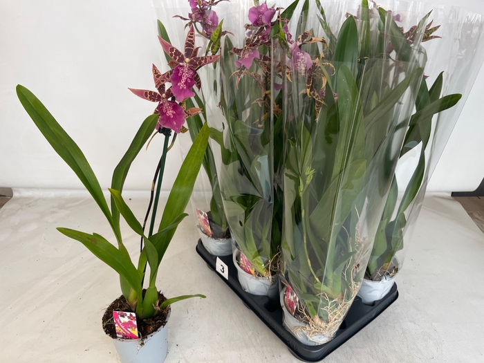 <h4>BRASSIA SUMMER DREAM</h4>