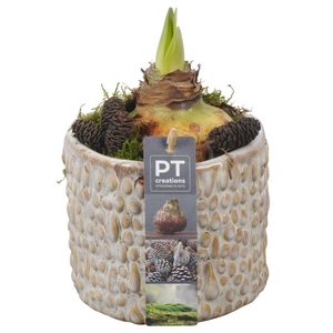 PTAA7501 Arrangementen Hippeastrum