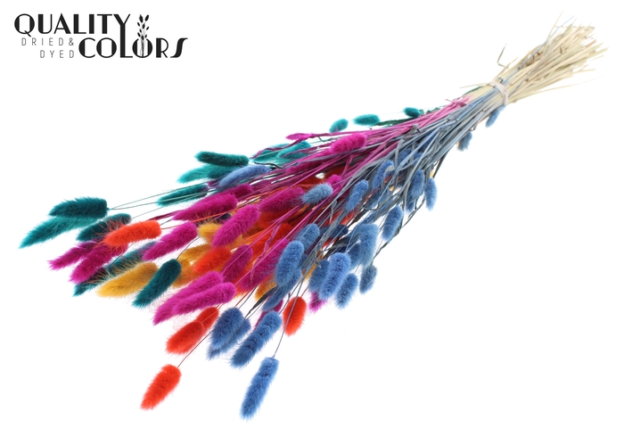 Lagurus Premium per bunch Calypso Autumn