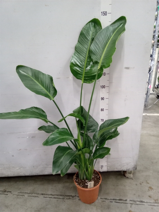 <h4>Strelitzia nicolai</h4>
