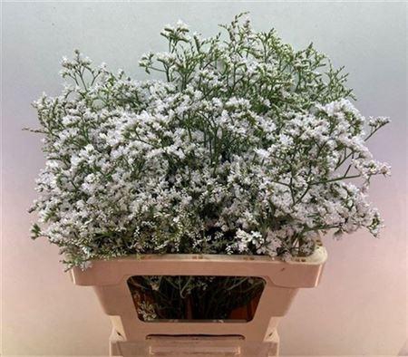 <h4>Lim Casp White Neto</h4>