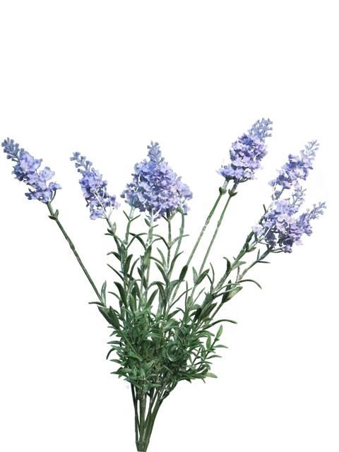 <h4>Lavendula lablusa lt blue 40cm</h4>