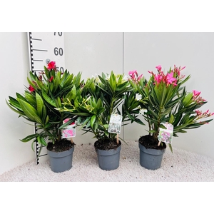 Nerium Oleander Mix 3 Colours