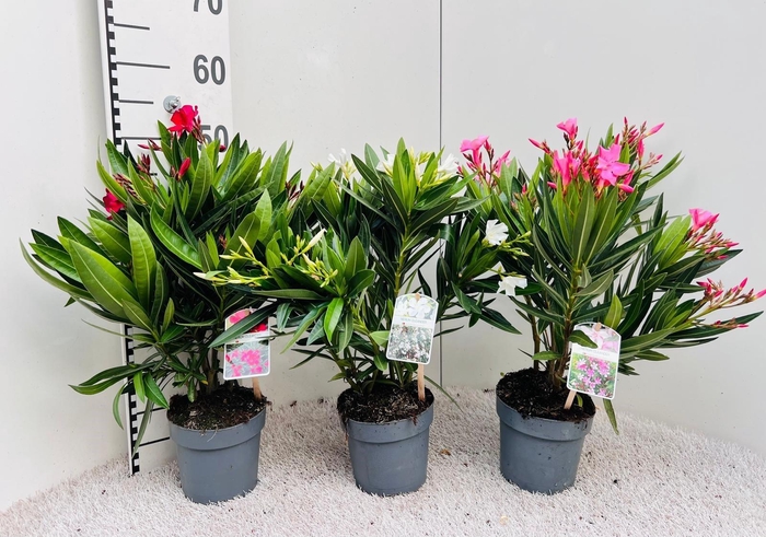 <h4>Nerium Oleander Mix 3 Colours</h4>