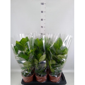 Clusia rosea 'Princess'