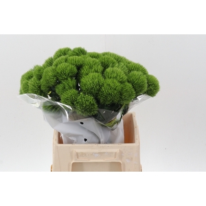 Di Barb Kiwi Mellow 45cm