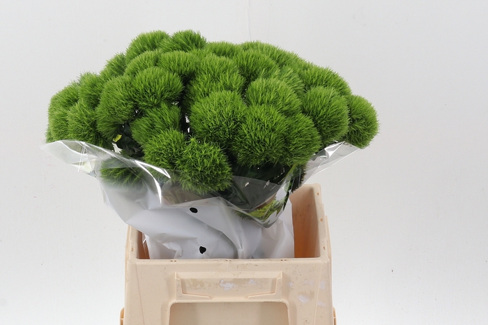 <h4>Di Barb Kiwi Mellow 45cm</h4>