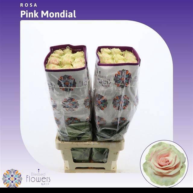 <h4>R GR PINK MONDIAL</h4>