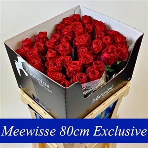 R Gr Red Naomi! ( Exclusive )