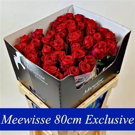 <h4>R Gr Red Naomi! ( Exclusive )</h4>