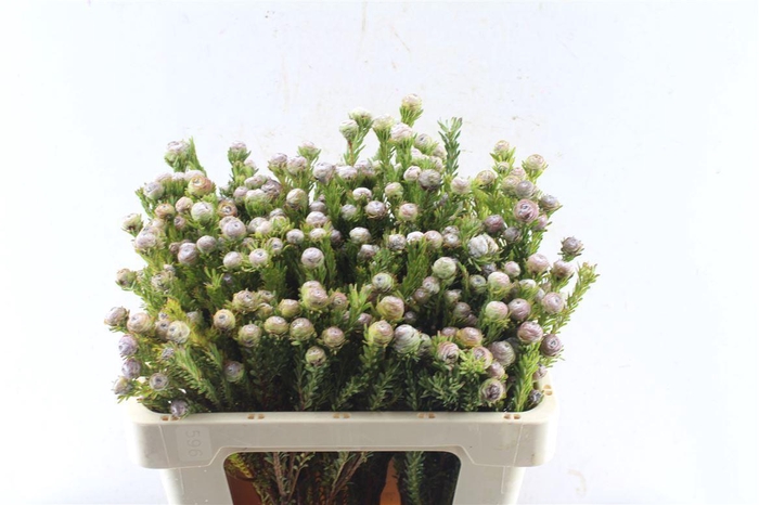 <h4>Kaaps Tortum Female</h4>