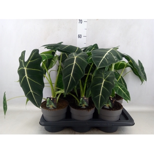 Alocasia   ...