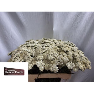 Achillea White Beauty Meer en Drecht