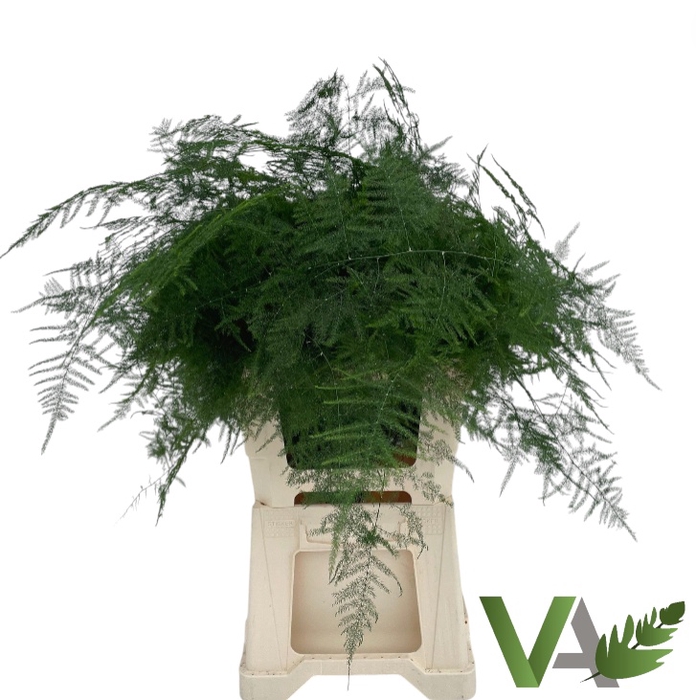 <h4>ASPARAGUS SETACEUS</h4>