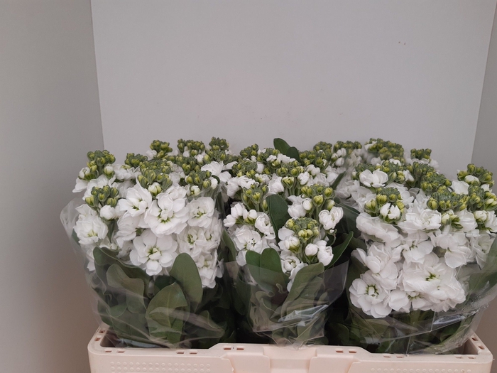 <h4>MATTH CENTUM WHITE</h4>