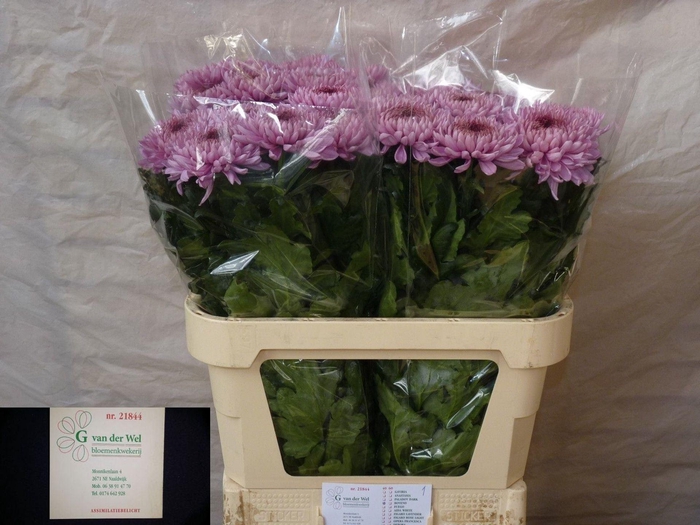 <h4>Chr g Baveno</h4>