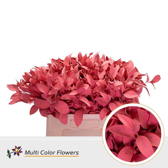 <h4>Ruscus   ...colored H%</h4>