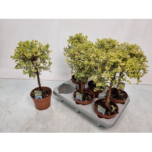 MYRTUS COM VARIEGATA