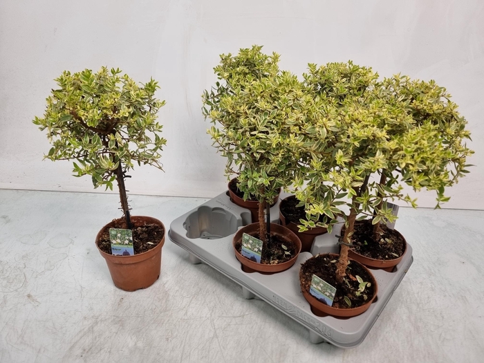 <h4>MYRTUS COM VARIEGATA</h4>