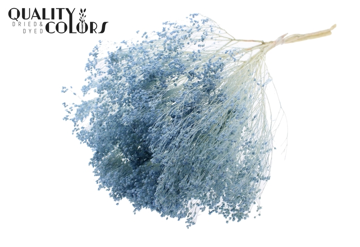 <h4>Broom Bloom p/bunch in poly Bleached Light Blue</h4>