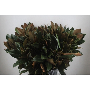 Magnolia Leaves P Bunch