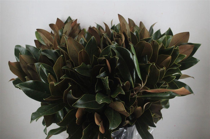 <h4>Magnolia P Bunch</h4>