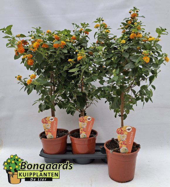 <h4>LANTANA CAM OV</h4>