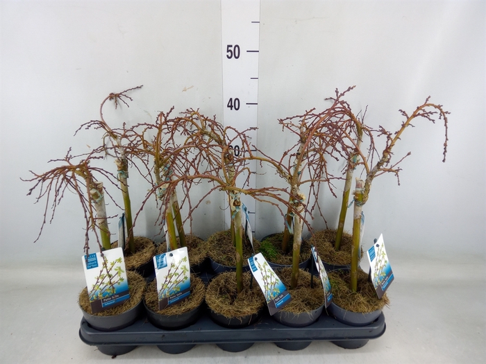 <h4>Salix arbuscula</h4>