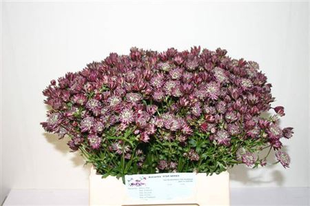 Astr Star Of Flame Hollandse