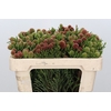 Kaaps Groen Brunia Fragarioides (Clusterstar)