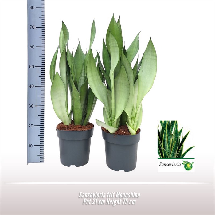 <h4>Sansevieria trif. Moonshine</h4>