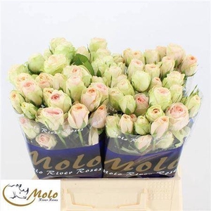 R Tr Rlm Inger Kristine