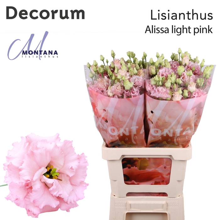 Lisianthus Alissa light Pink 70cm