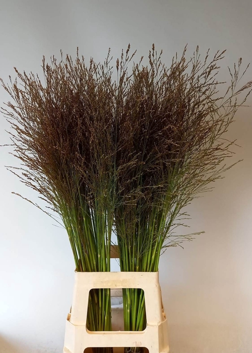 <h4>PANIC VI THUNDERCLD</h4>