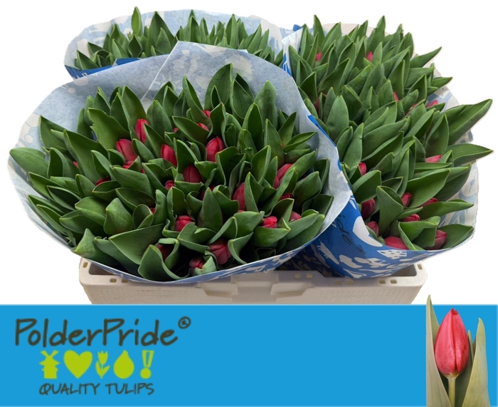 <h4>TU EN PEU DE FEU</h4>