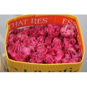 R Gr Country Blues Ec