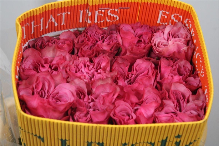 <h4>R Gr Country Blues Ec</h4>