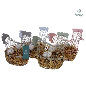 Kip gaas 4 kleuren Pasen met Narcissus