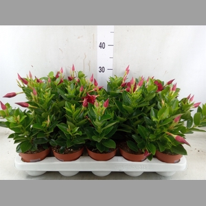 Mandevilla sand. 'Rio Deep Red'