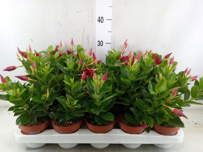 <h4>Mandevilla sand. 'Rio Deep Red'</h4>